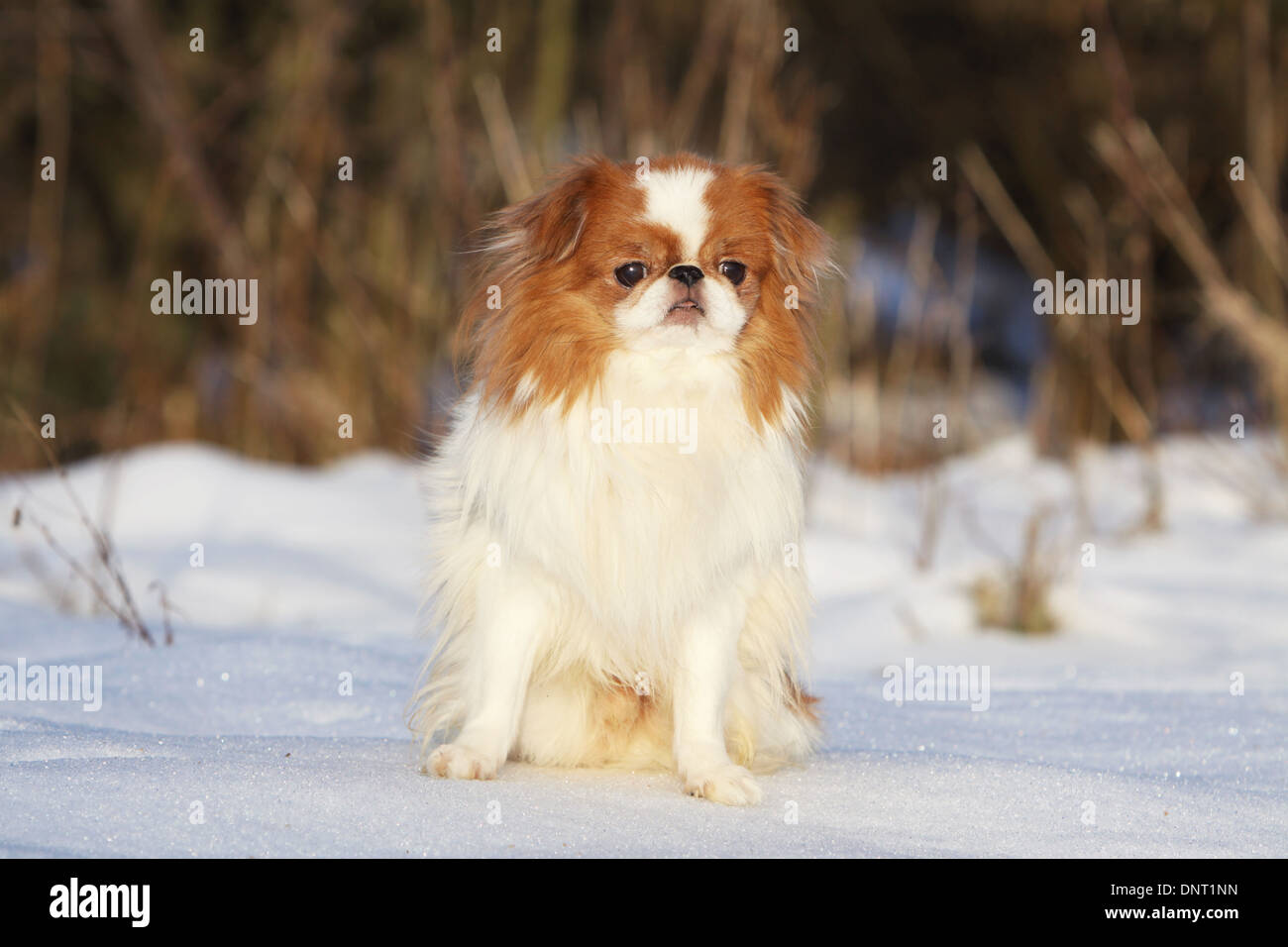 Cane mento giapponese / Japanese spaniel adulto ( bianco e rosso ) seduta nella neve Foto Stock