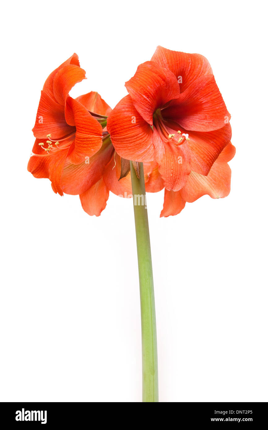 Rosso corallo amaryllis flower isolato su un bianco di sfondo per studio. Foto Stock