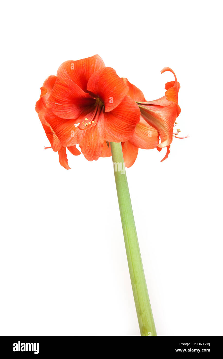 Rosso corallo amaryllis flower isolato su un bianco di sfondo per studio. Foto Stock