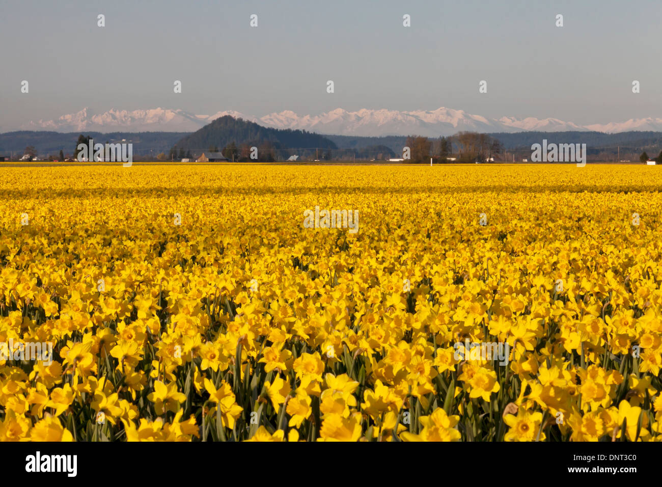 Campo di narcisi in fiore durante la Skagit Valley Tulip Festival, Mount Vernon, Washington. Foto Stock Campo di narcisi in fiore durante la Skagit Valley Tulip Festival, Mount Vernon, Washington. Foto Stock