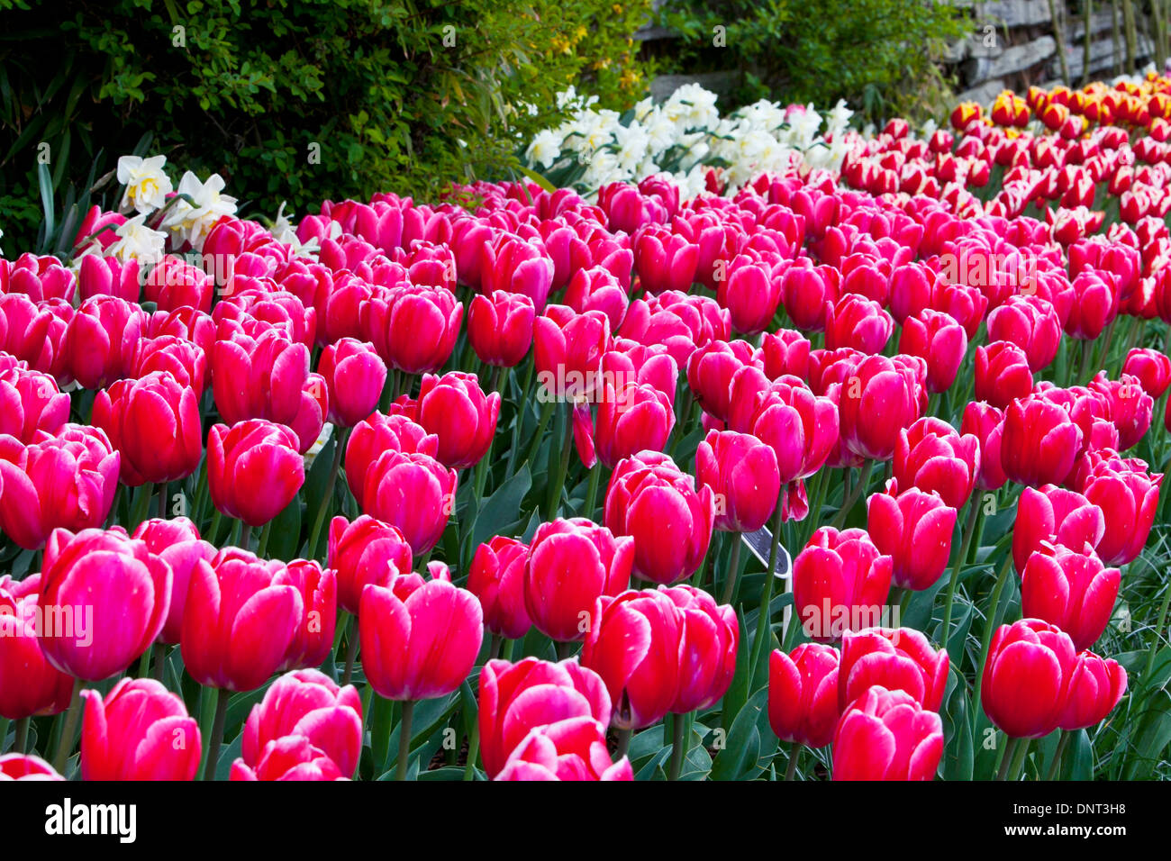 I tulipani in fiore durante la Skagit Valley Tulip Festival in Mount Vernon, Washington. Foto Stock