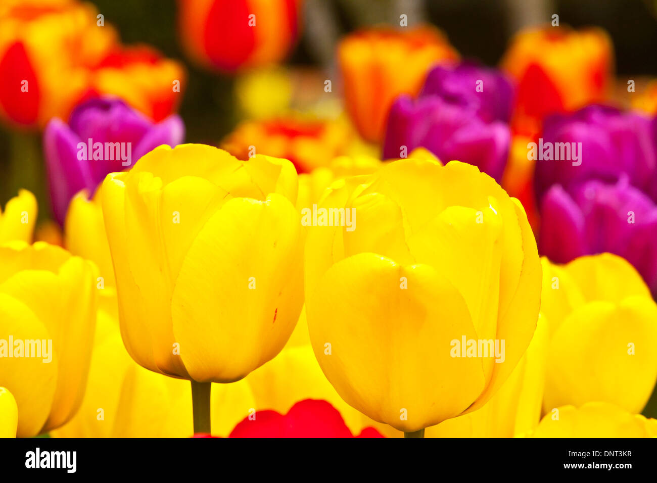 I tulipani in fiore durante la Skagit Valley Tulip Festival in Mount Vernon, Washington. Foto Stock