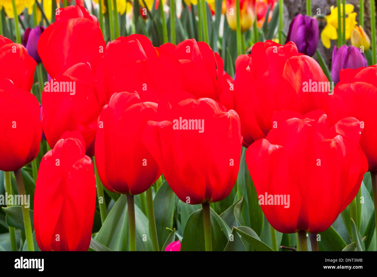 I tulipani in fiore durante la Skagit Valley Tulip Festival in Mount Vernon, Washington. Foto Stock