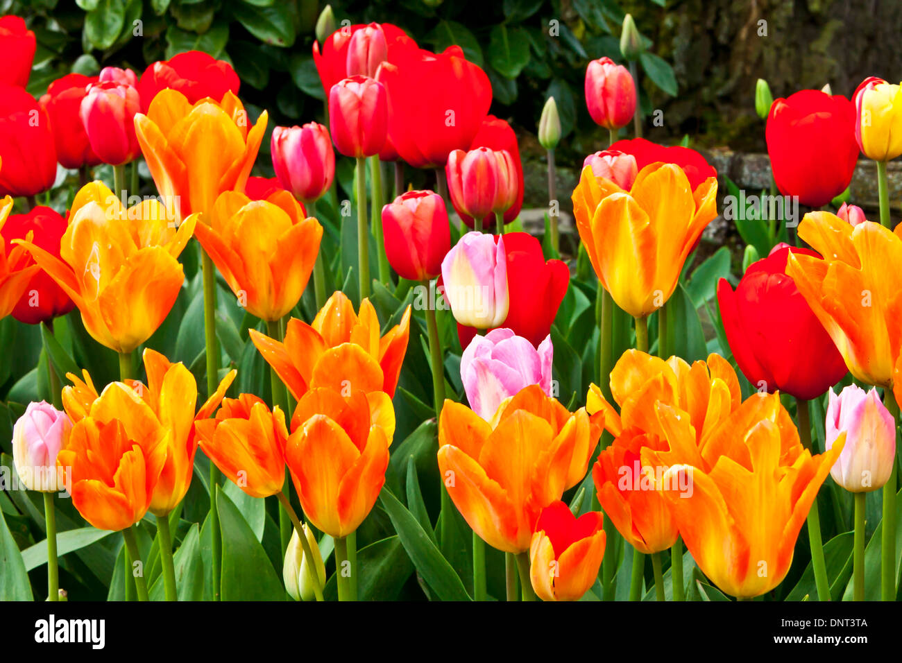I tulipani in fiore durante la Skagit Valley Tulip Festival in Mount Vernon, Washington. Foto Stock