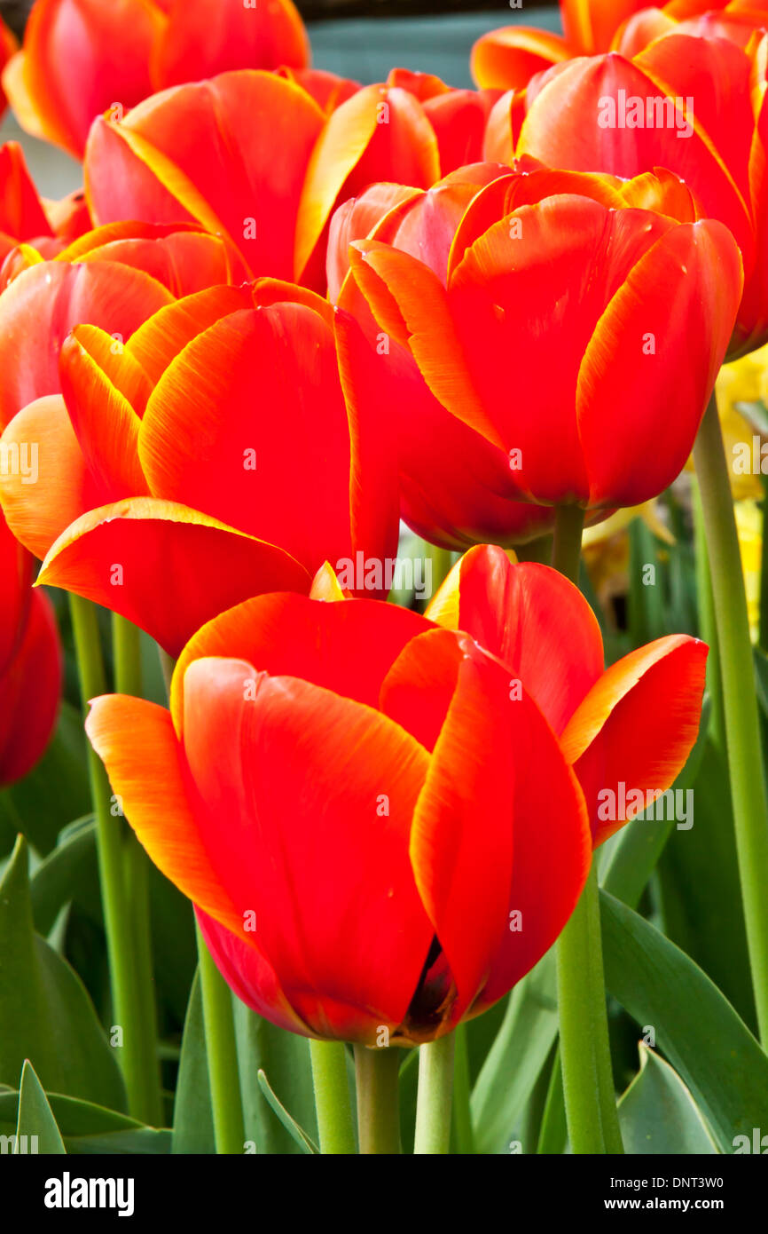 I tulipani in fiore durante la Skagit Valley Tulip Festival in Mount Vernon, Washington. Foto Stock