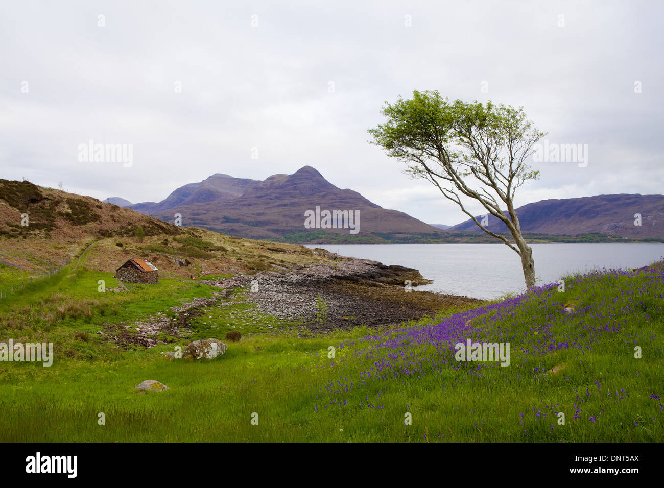 Bluebells crescendo da Riva del Rochullin, Superiore Loch Torridon, Wester Ross, North West Highlands, Scozia. Foto Stock