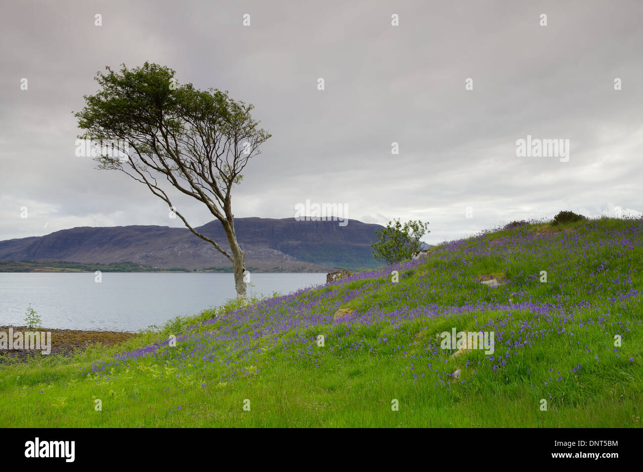 Bluebells crescendo da Riva del Rochullin, Superiore Loch Torridon, Wester Ross, North West Highlands, Scozia. Foto Stock