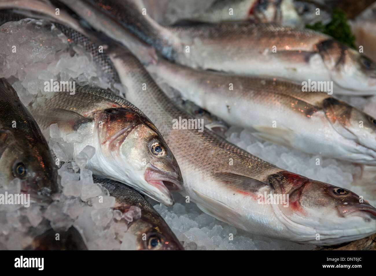 La linea pescato fresco del mare Bass-( Dicentrarchus labrax).in vendita,Borough Market , Londra,Inghilterra Foto Stock
