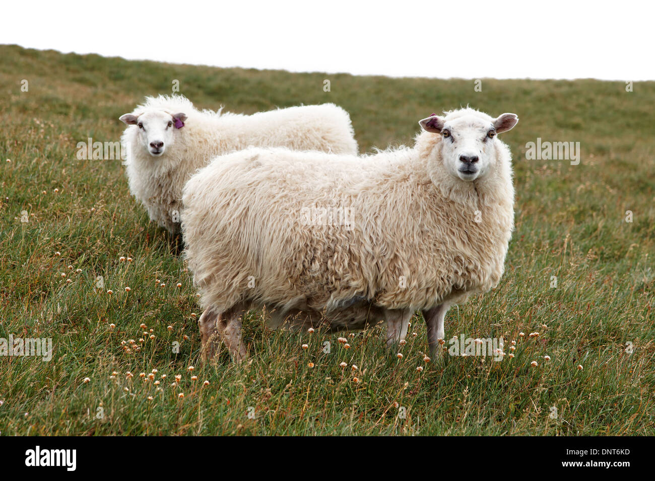 Due avvisi, lanosi Icelandic Sheep nella regione Westfjords di Islanda Foto Stock