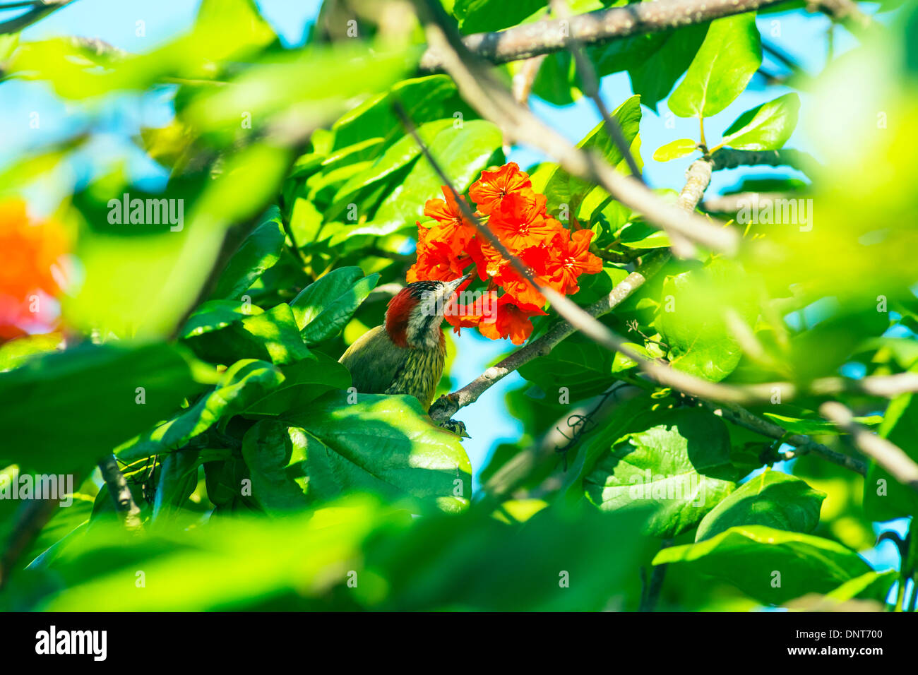 Cubano Picchio verde alimentazione su fiori.( Xiphidiopicus percussus ) Foto Stock
