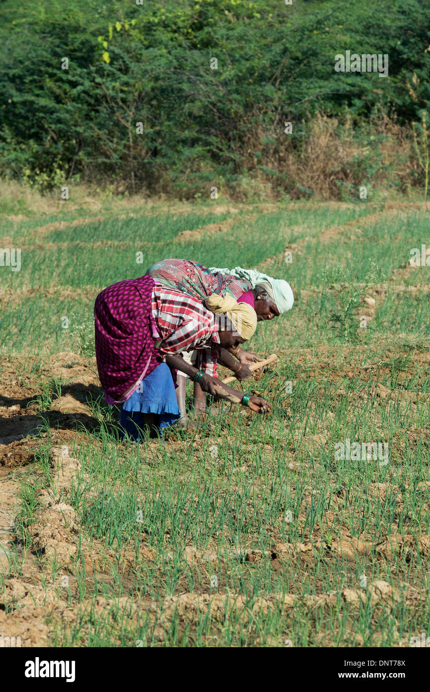 Persone anziane donne indiane coltivando il suolo duro con utensili a mano in un campo coltivato di cipolle. Andhra Pradesh, India Foto Stock