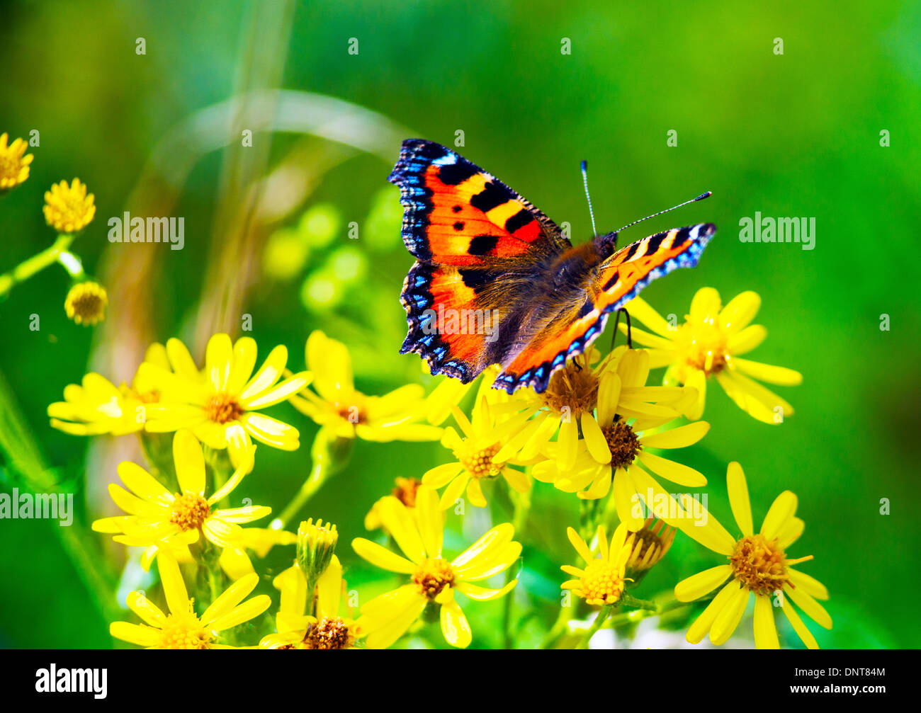 Fiori di farfalla immagini e fotografie stock ad alta risoluzione - Alamy