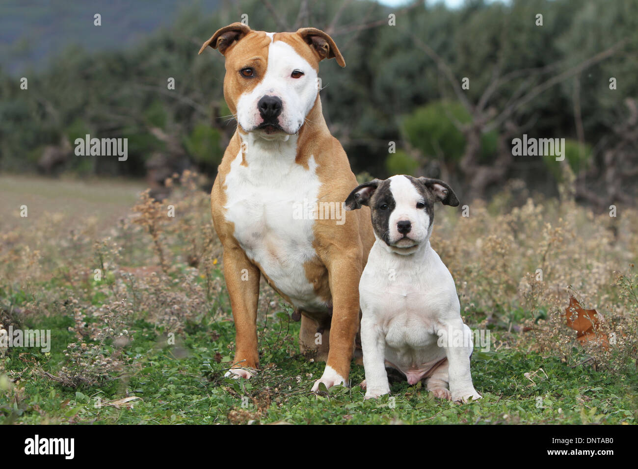Cane American Staffordshire Terrier Amstaff / / adulto e cucciolo seduto in un prato Foto Stock