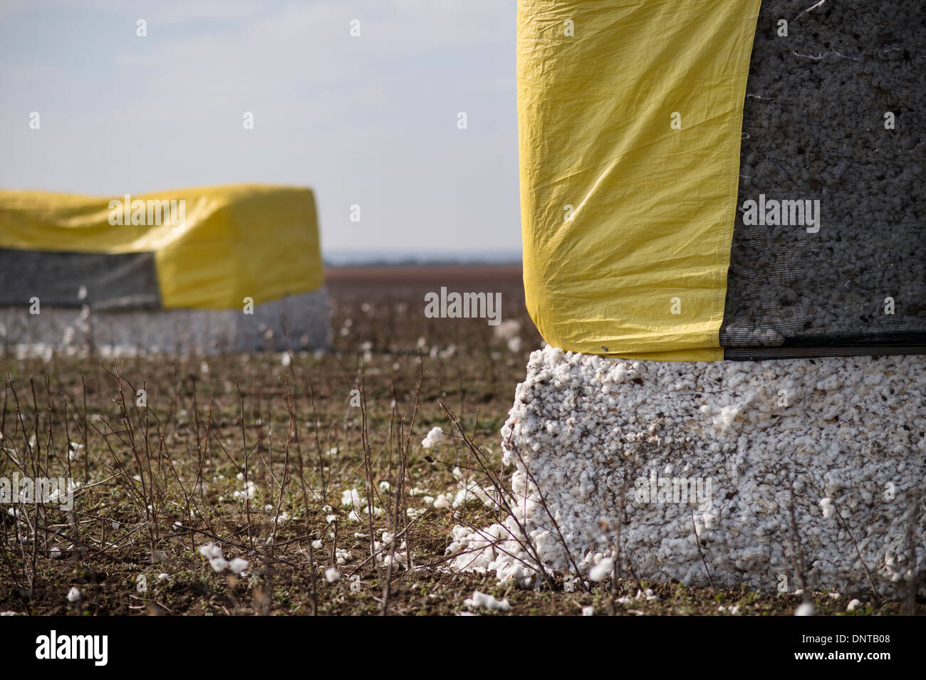 Campi di cotone in Texas Foto Stock