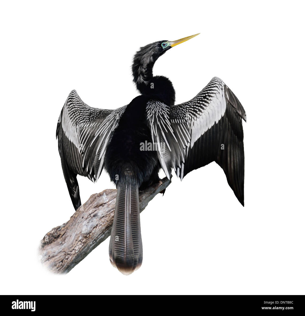 Anhinga (Anhinga Anhinga) maschio isolato su bianco Foto Stock