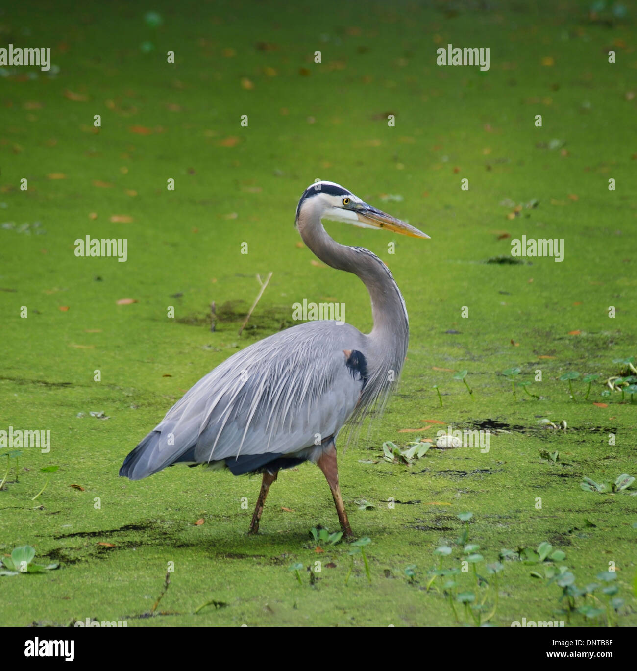 Airone blu camminare in acqua Foto Stock