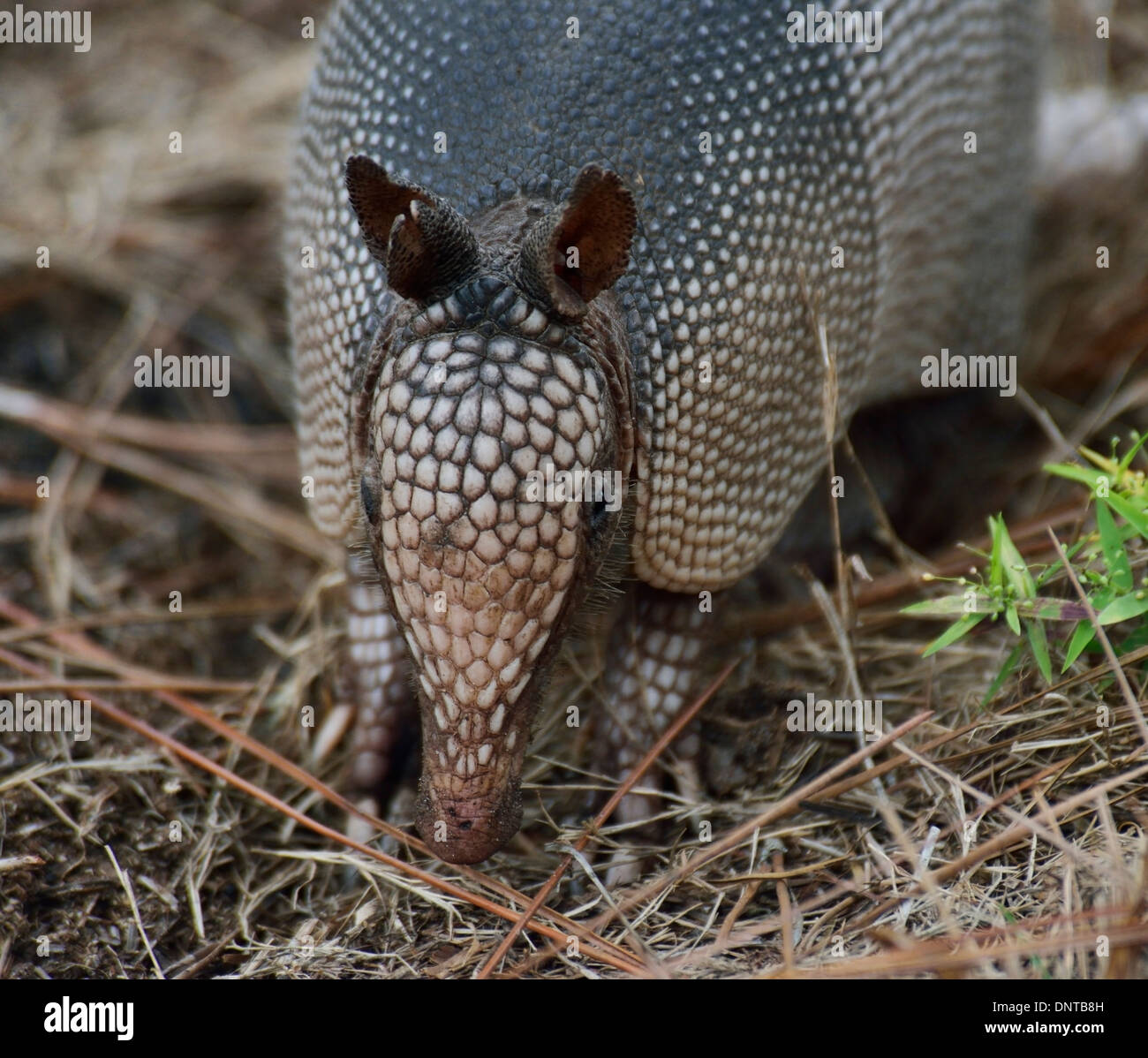 Immagine ravvicinata di Armadillo alimentare Foto Stock