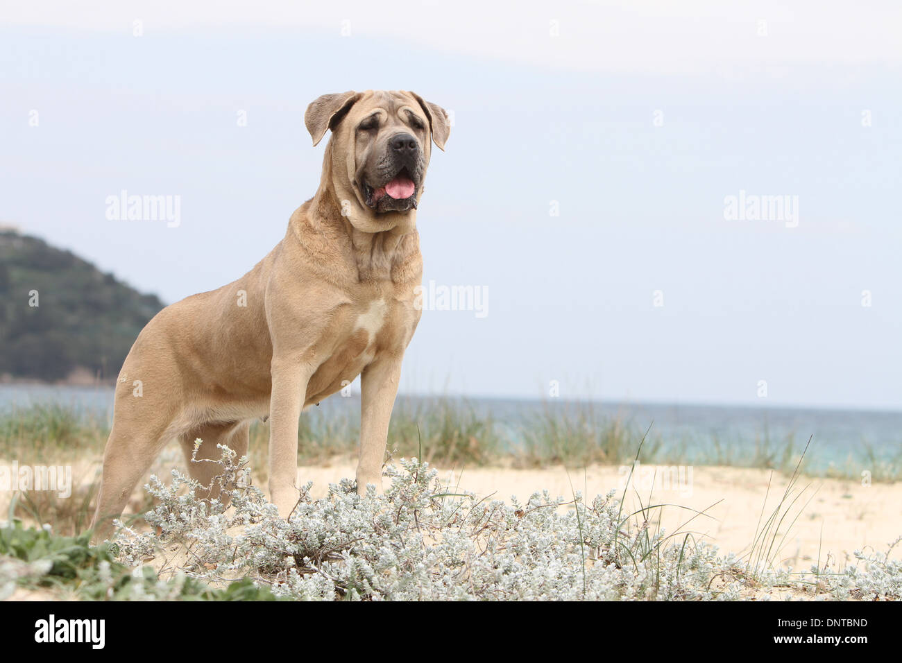 Cane Cane Corso / Italiano Mastiff / adulti permanente sulla spiaggia Foto Stock