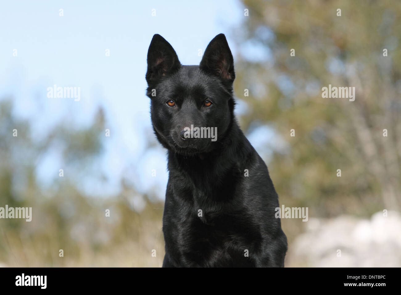 Cane australian kelpie / adulti ritratto Foto Stock