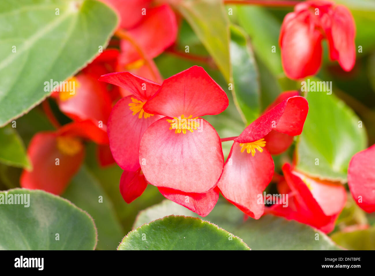 Rosso begonia tuberosa. Foto Stock