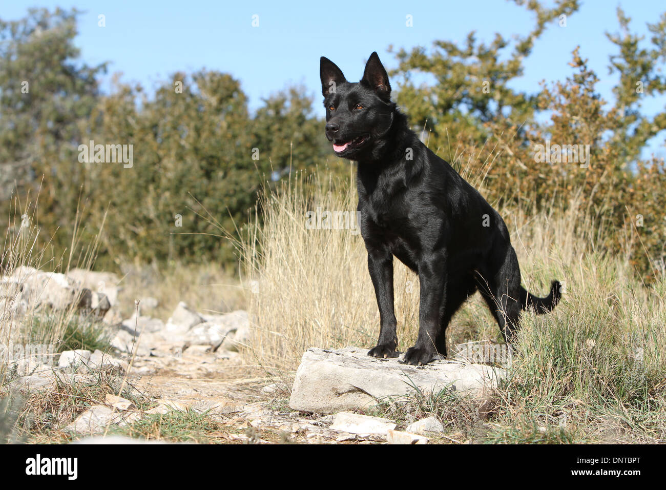 Cane australian kelpie / adulti in piedi su una roccia Foto Stock