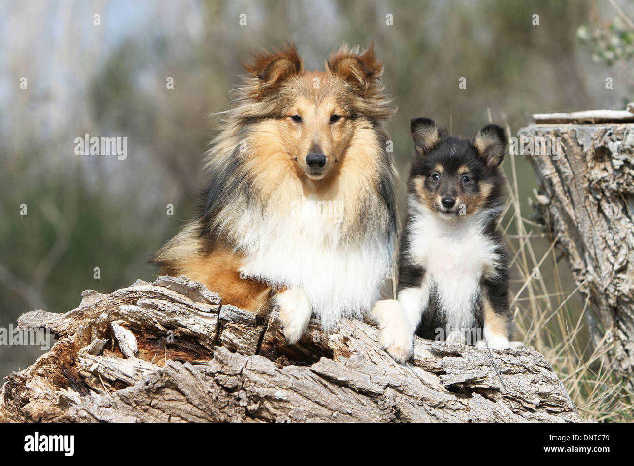 Cane Shetland Sheepdog / Sheltie / adulto e cucciolo su un tronco di albero Foto Stock