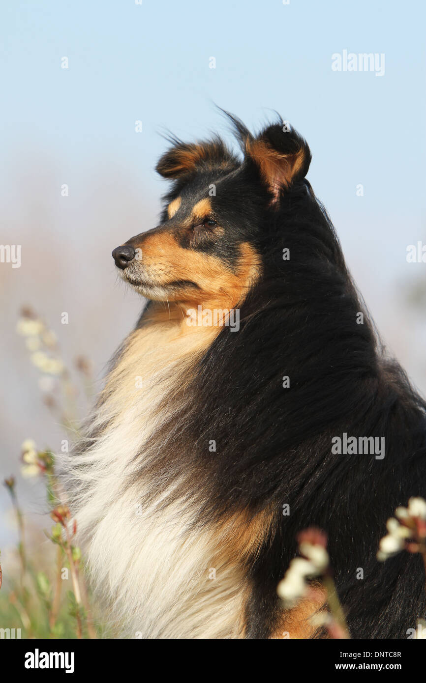 Cane Shetland Sheepdog / Sheltie / adulto profilo verticale Foto Stock