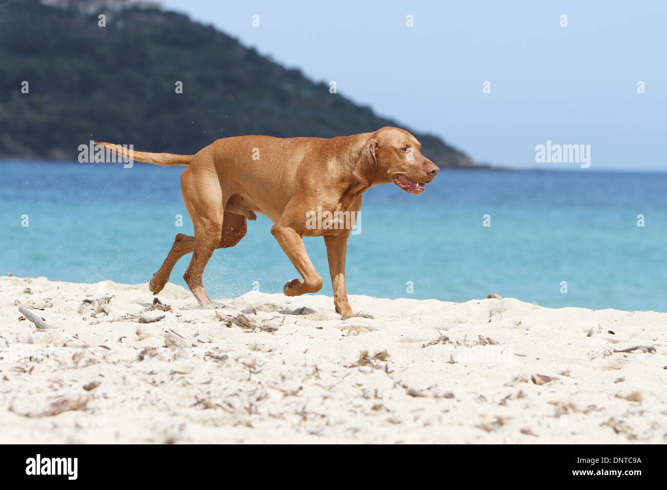 Cane Magyar Vizsla / ungherese shorthaired puntatore adulto di camminare sulla spiaggia Foto Stock