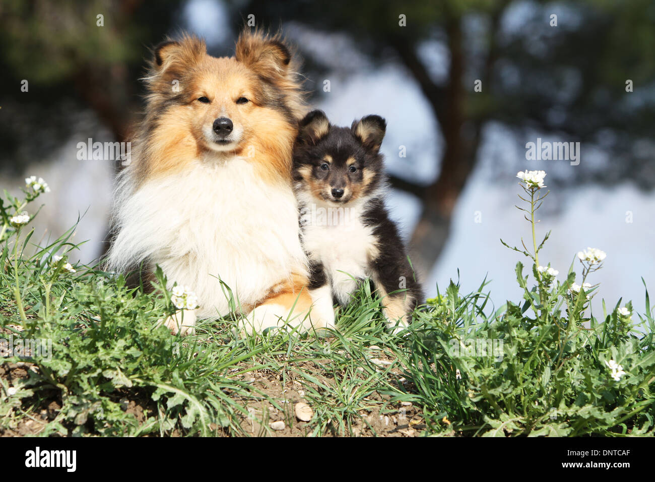 Cane Shetland Sheepdog / Sheltie / adulti e puppy in un prato Foto Stock