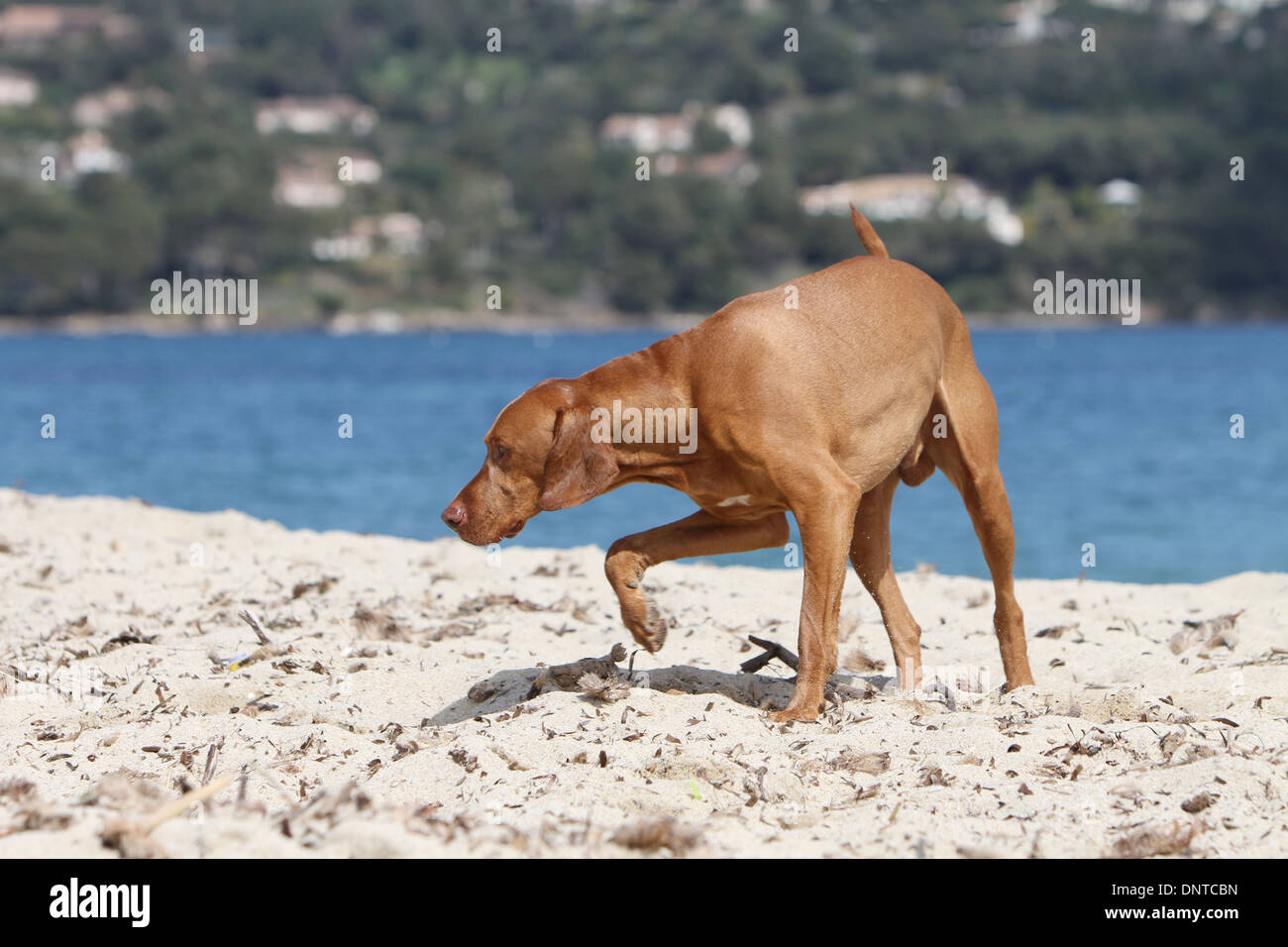 Cane Magyar Vizsla / ungherese puntatore adulto shorthaired puntando sulla spiaggia Foto Stock