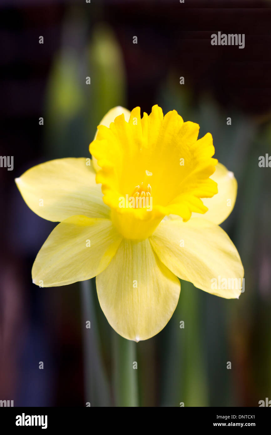 Il giallo fiore di narciso. Foto Stock