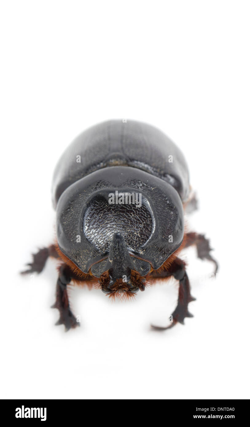 Scarabeo rinoceronte isolato su bianco. Foto Stock