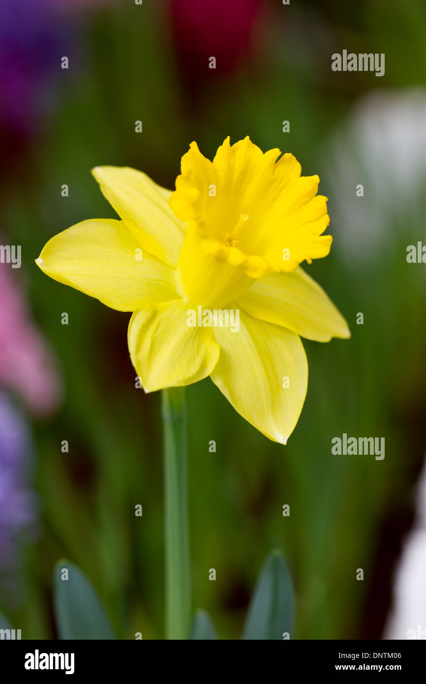 Il giallo fiore di narciso. Foto Stock