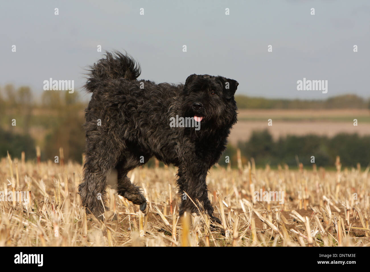 Cane Bouvier des Flandres / Fiandre bovini cane adulto in esecuzione in un campo Foto Stock
