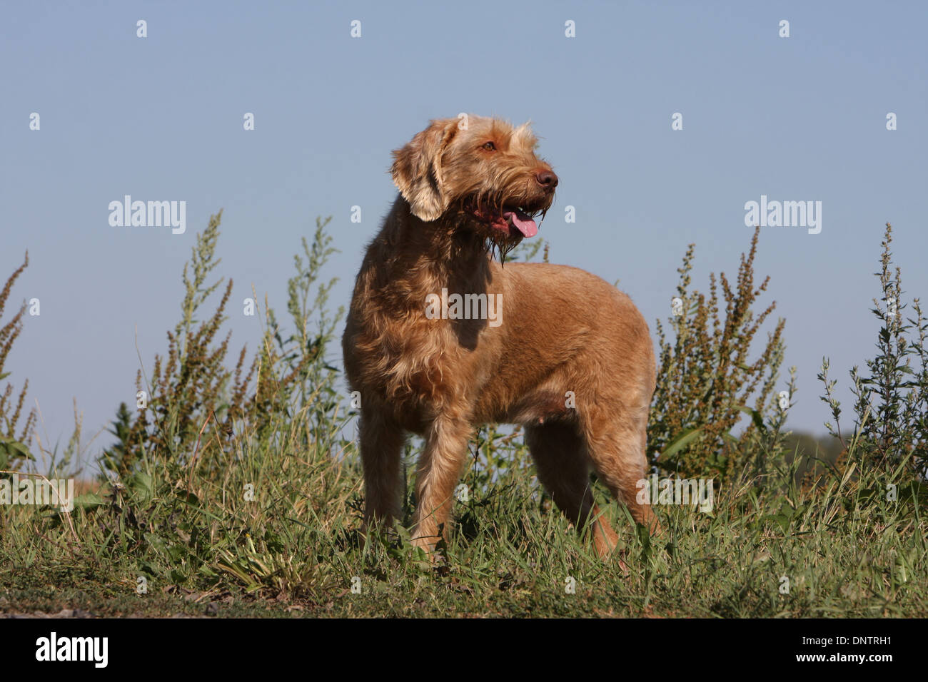 Cane Magyar Vizsla / ungherese puntatore Wirehaired / adulti in piedi in un prato Foto Stock