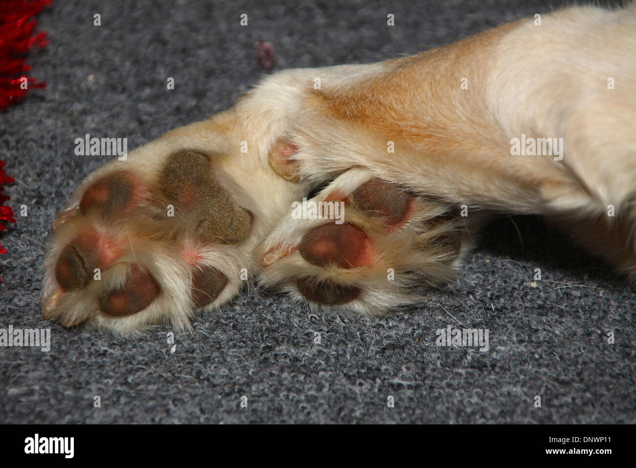 Cane zampe close up giacente su un tappeto Foto Stock