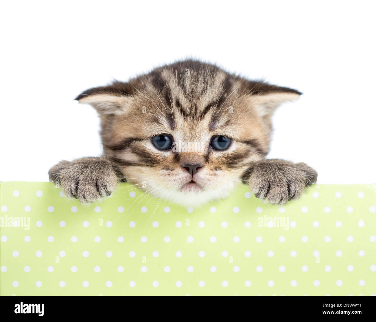 Piccolo gatto o gattino in una scatola di cartone isolato Foto Stock