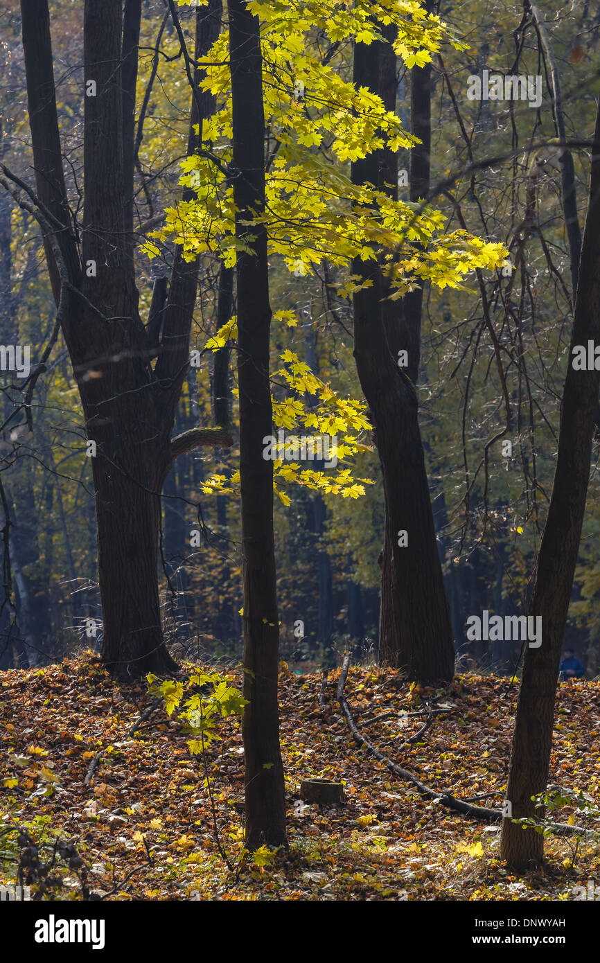 Paesaggio autunnale con alberi coperti da foglie di giallo Foto Stock