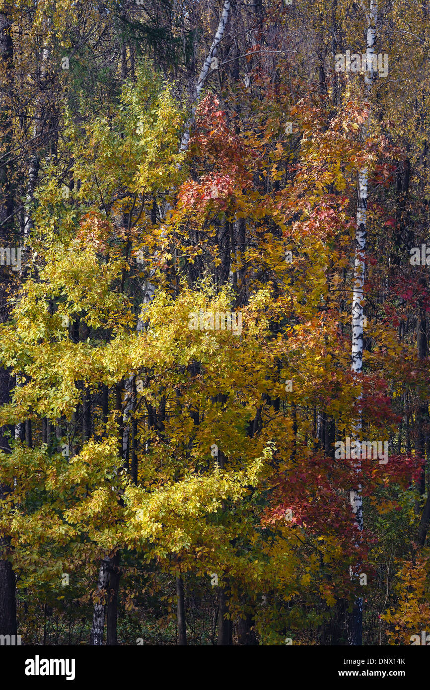 Paesaggio autunnale con alberi coperti da foglie di giallo Foto Stock