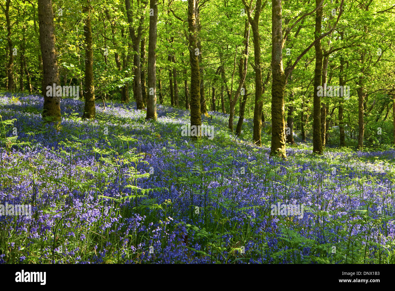 Bluebells in legno Carstramon Riserva Naturale in Dumfries and Galloway Scotland Regno Unito Foto Stock