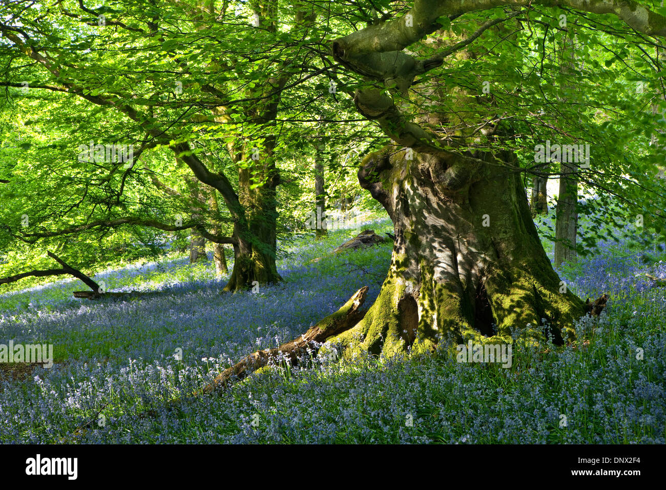 Bluebells e beechtrees in legno Carstramon Riserva Naturale in Dumfries and Galloway Scotland Regno Unito Foto Stock