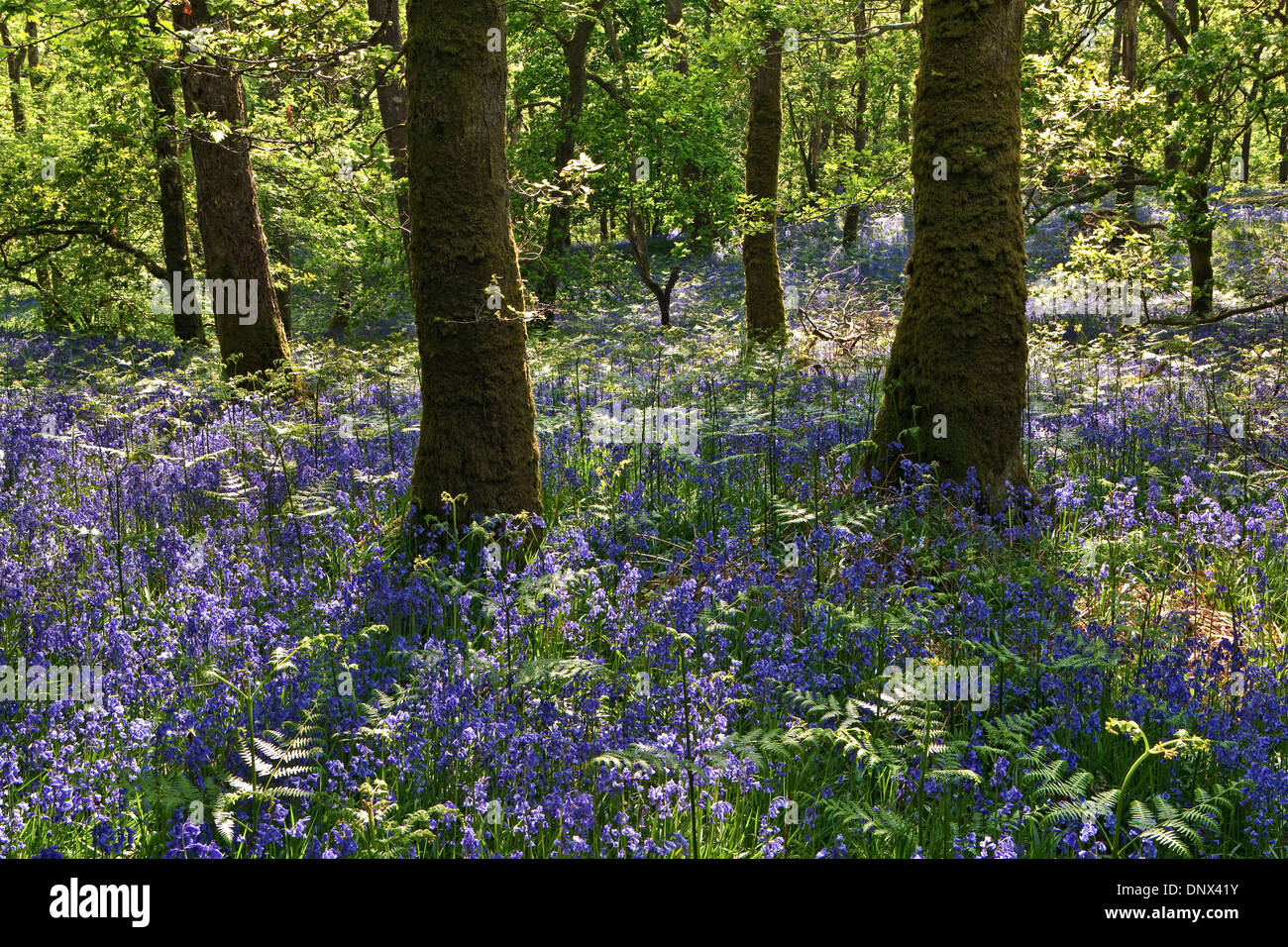 Bluebells e alberi di quercia in legno Carstramon Riserva Naturale in Dumfries and Galloway Scotland Regno Unito Foto Stock