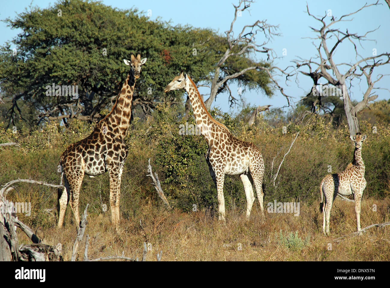 Maasai Giraffe famiglia (Giraffa Tippelskirchi) nella boccola, Khwai River, Botswana Foto Stock