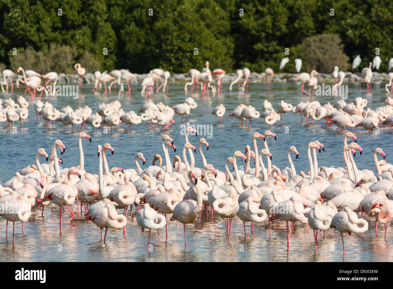 I fenicotteri rosa a Ras Al Khor wildlife Bird Sanctuary e zone umide in Dubai Emirati Arabi Uniti Foto Stock