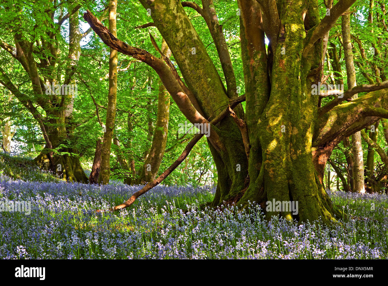 Bluebells e faggi in legno Carstramon Riserva Naturale in Dumfries and Galloway Scotland Regno Unito Foto Stock