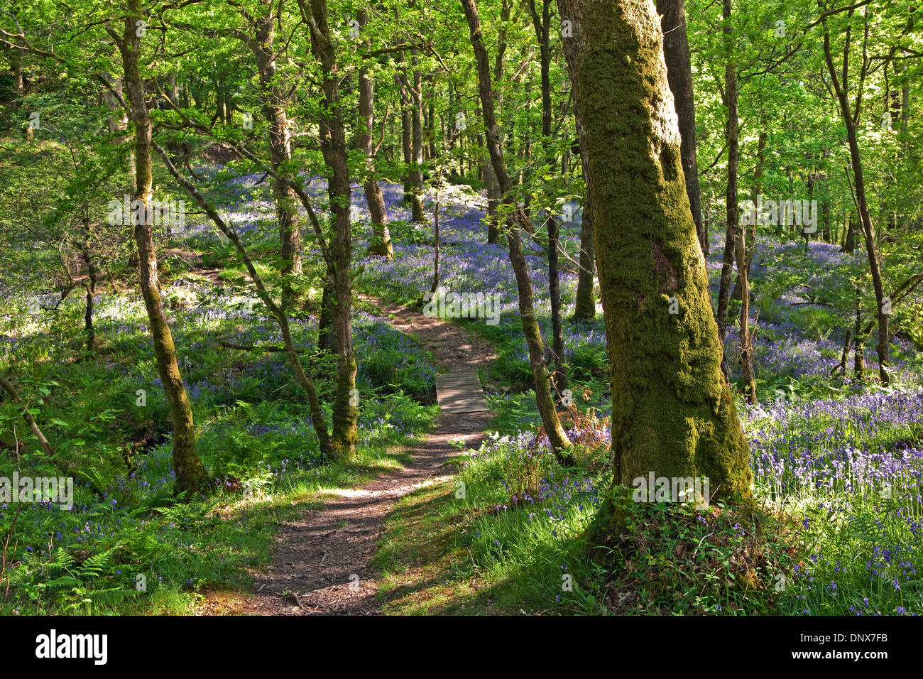 Bluebells in legno Carstramon Riserva Naturale in Dumfries and Galloway Scotland Regno Unito Foto Stock