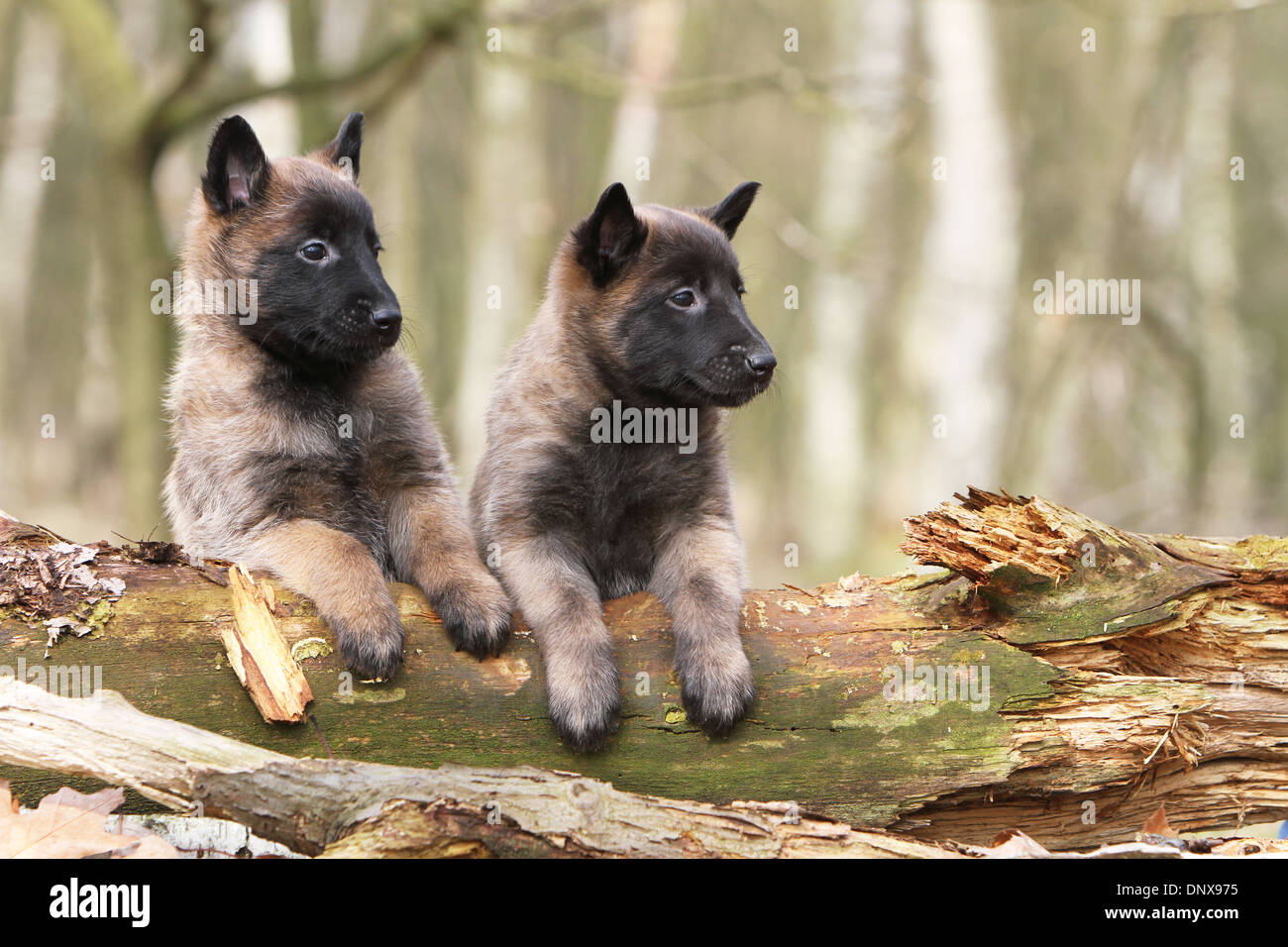Maglietta Malinois - Belga Pastore - Mechelaar - Unisex Bianca Per Bambini E Ragazzi