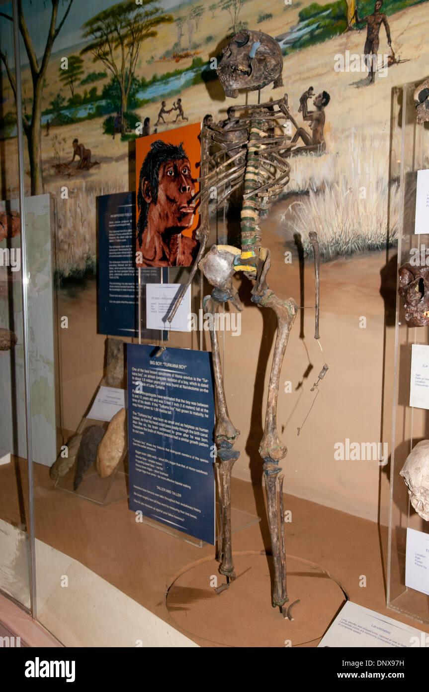 Homo Erectus skeleton noto come Big Boy o Turkana Boy datato a 1,6 milioni di anni visualizzato nel Museo Nazionale di Nairobi Kenya Foto Stock