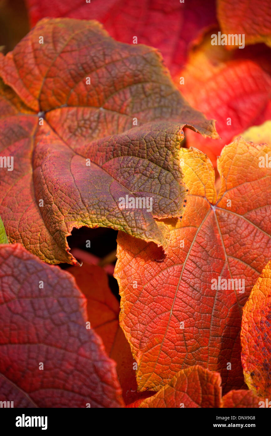 Primo piano di foglie di Crimson vite gloria che mostra i colori autunnali con profondità di campo ridotta e isolata su sfondo nero (Vi Foto Stock