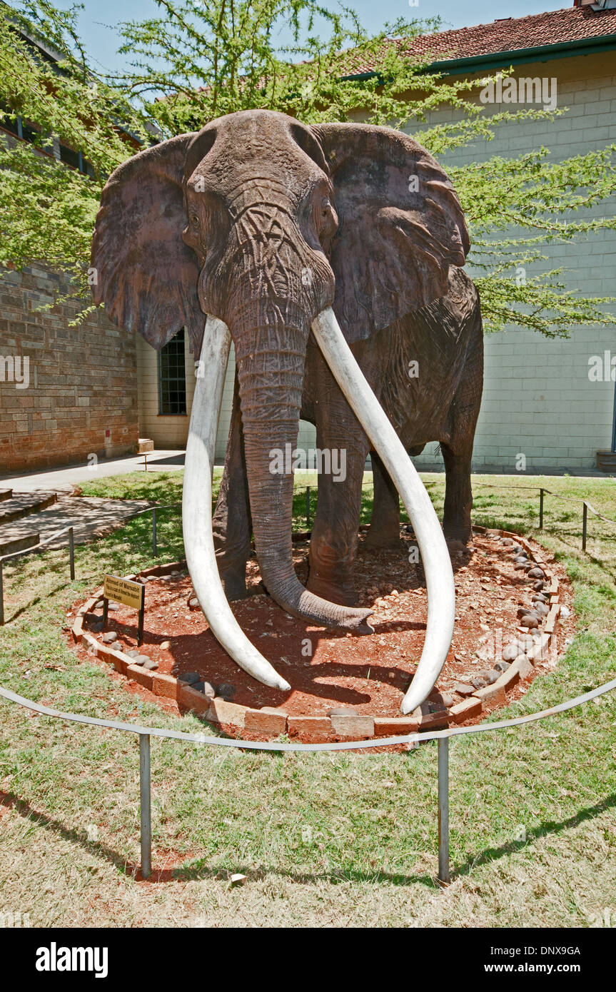 Dimensioni di vita effige di Ahmed il famoso elefante di Marsabit famoso per la sua eccezionale zanne in Nairobi Museo Nazionale del Kenya Foto Stock